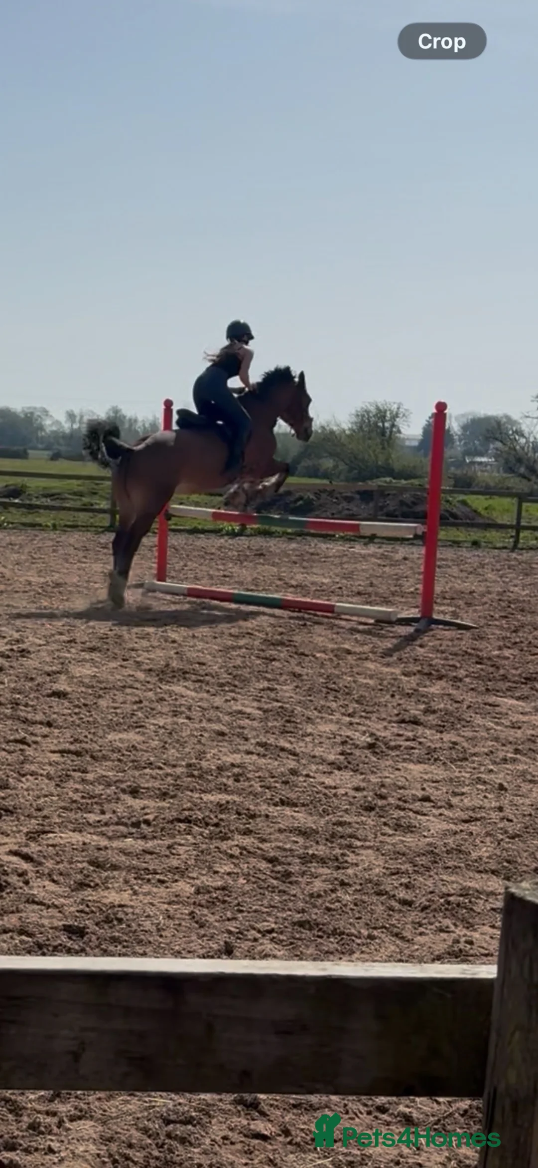 Welsh Section D horses for sale: Tyrllawn Rosetta  in Cardiff - Advert 1