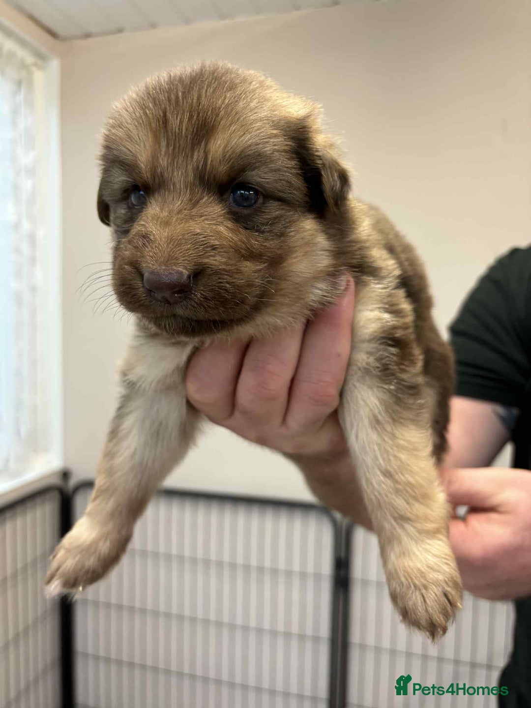 German Shepherd dogs for sale: 8 Beautiful German Shepherd kc reg pups - Image 4