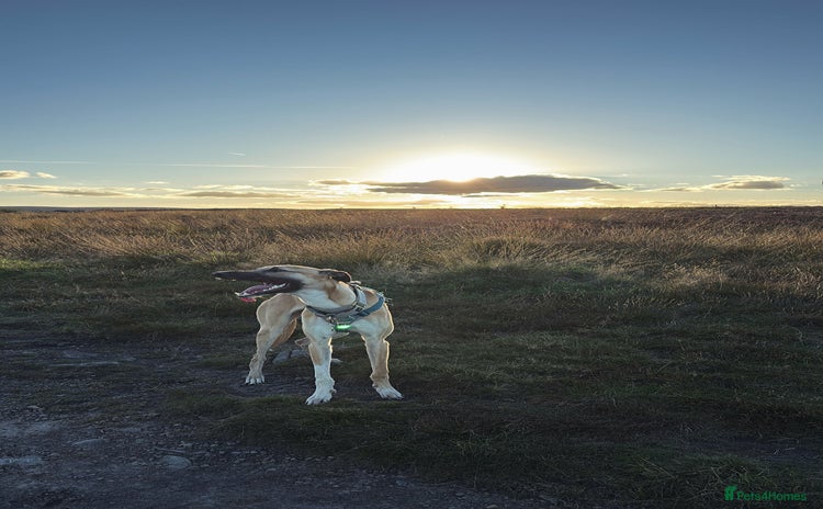 Greyhound dogs - Advert 1