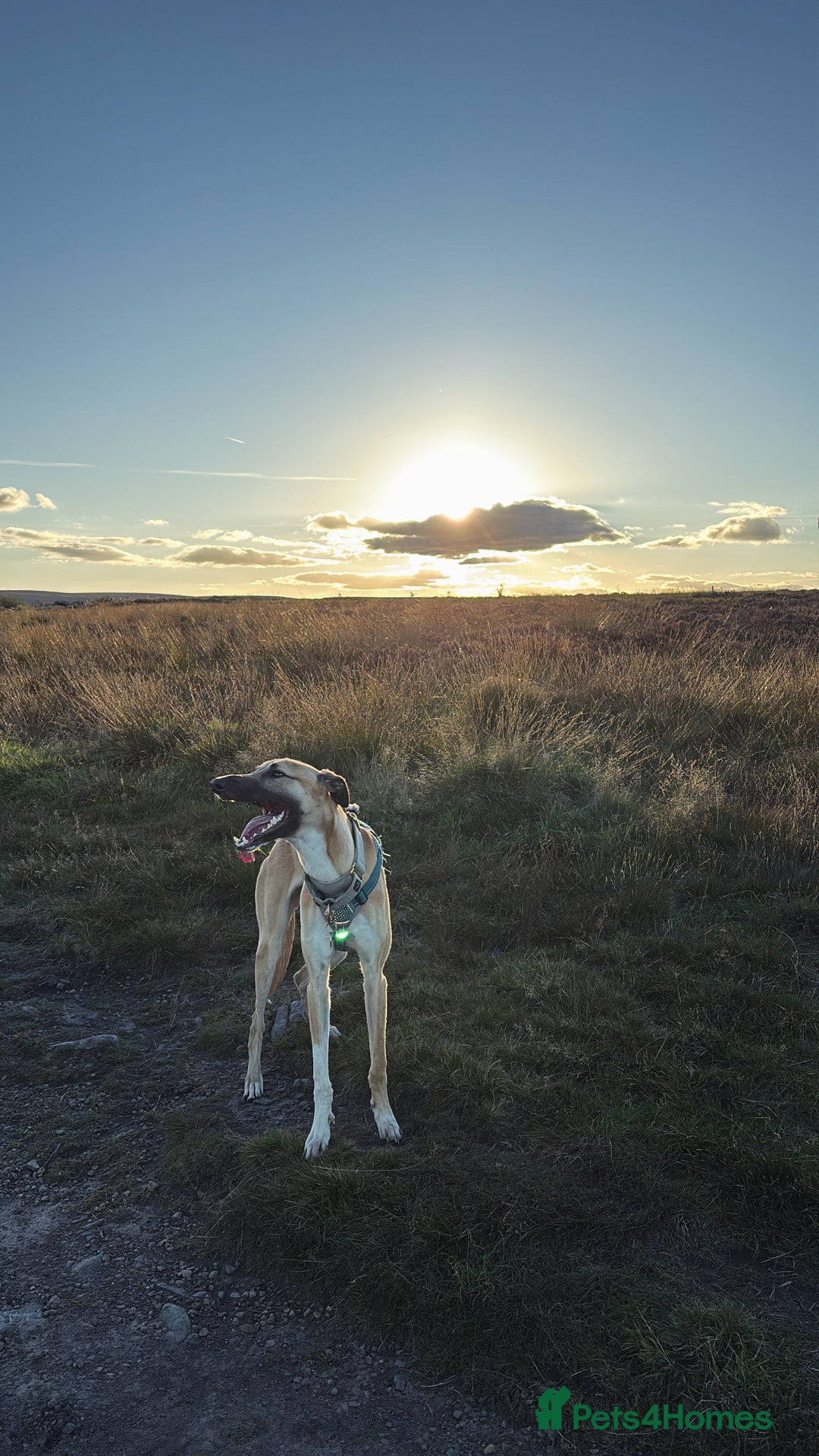 Greyhound dogs for sale: Greyhound boy - 11 months  - Image 1
