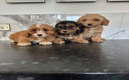 Cavapoo dogs for sale: Small type cavapoo puppies (toy poodle) - Image 1