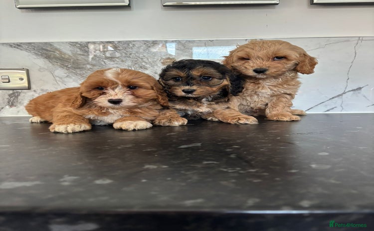 Cavapoo dogs - Advert 4