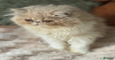 Exotic cats - Advert 6