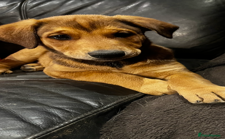 Mixed Breed dogs in Cheltenham - Advert 10