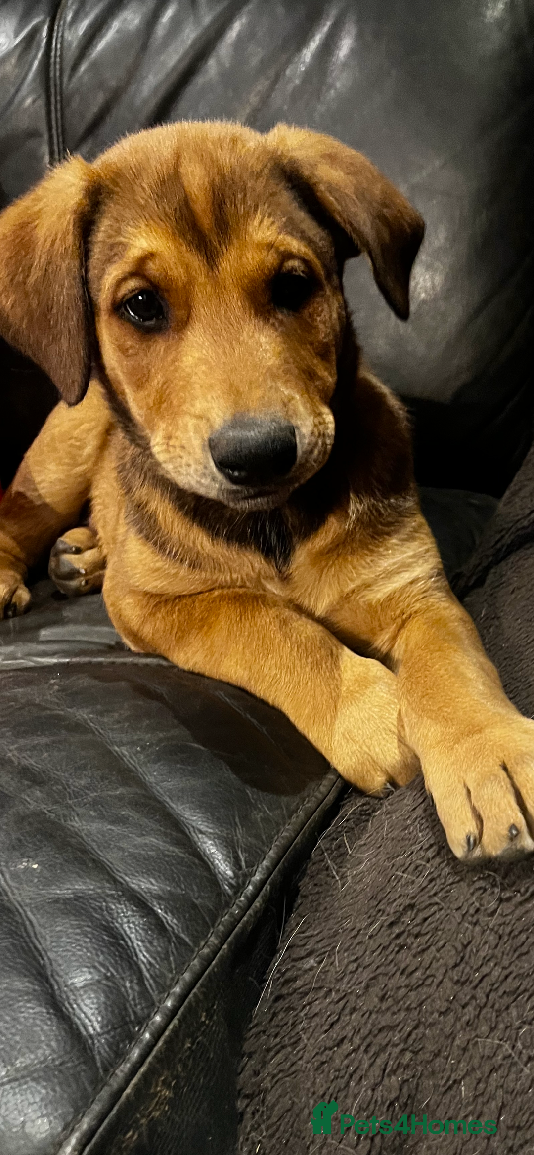 Mixed Breed dogs for sale: Belgian Malinois X Dobermann in Cheltenham - Image 4