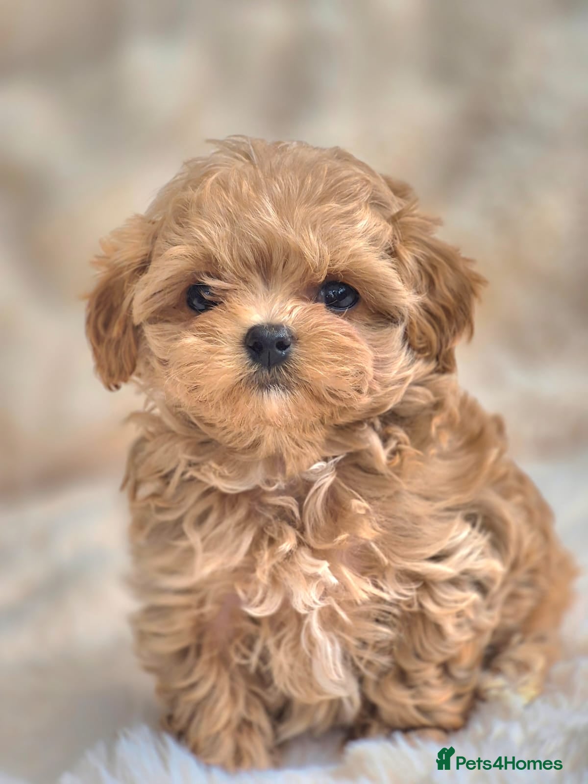 Maltipoo dogs 🐶🦴Amazing Asian Korean Maltipoo Puppies🐶🦴  - Advert 1