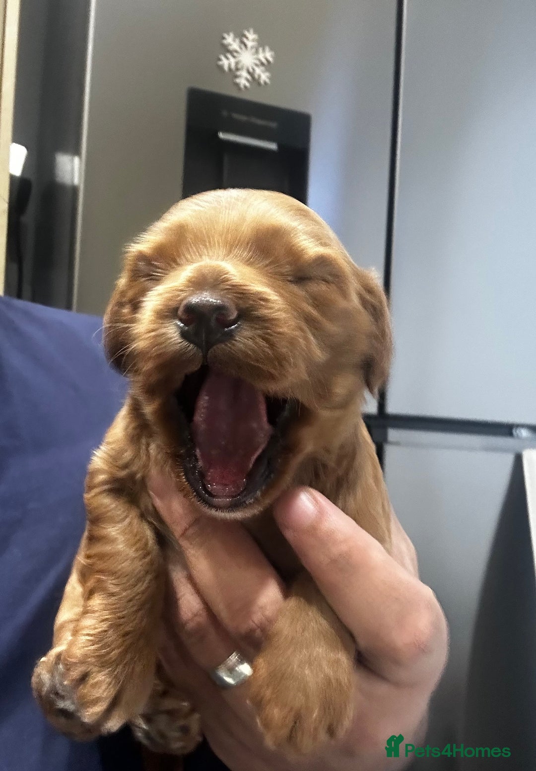 Cockapoo dogs for sale: F1b cockapoo girls for sale.  - Advert 6