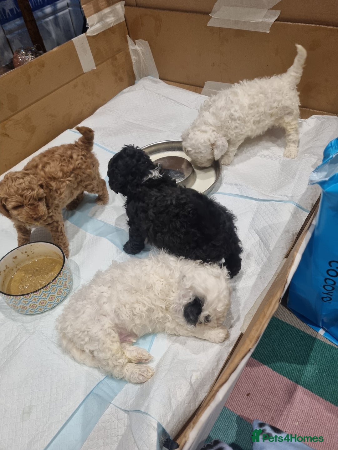 Toy Poodle dogs for sale: Toy poodle puppy - Advert 27