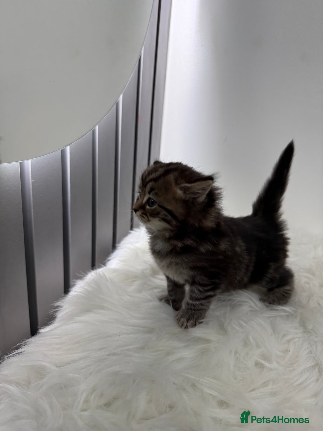 British Shorthair cats for sale: British short Hair  - Advert 8