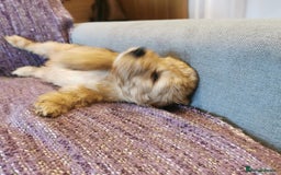 Cockapoo dogs for sale: COCKAPOO PUPPIES FOR SALE ready now  - Image 21
