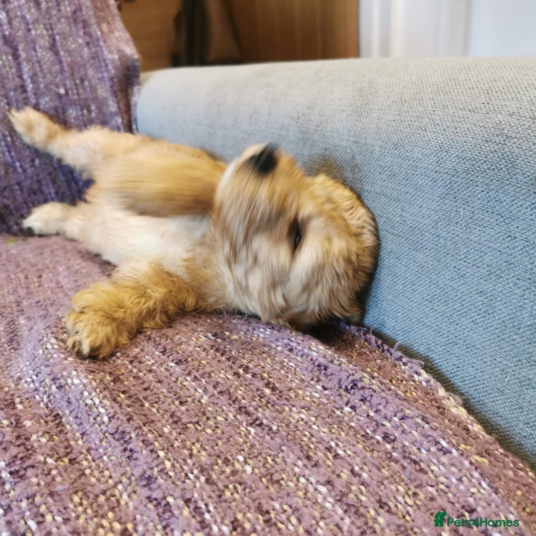 Cockapoo dogs for sale: COCKAPOO PUPPIES FOR SALE ready now  - Image 21
