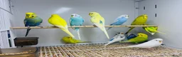 Budgerigars birds for sale: Baby budgies  - Advert 4