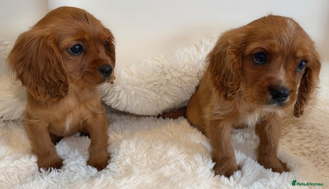 Cavalier King Charles Spaniel dogs for sale: 8 beautiful King Charles Cavalier spaniel puppies - Advert 14