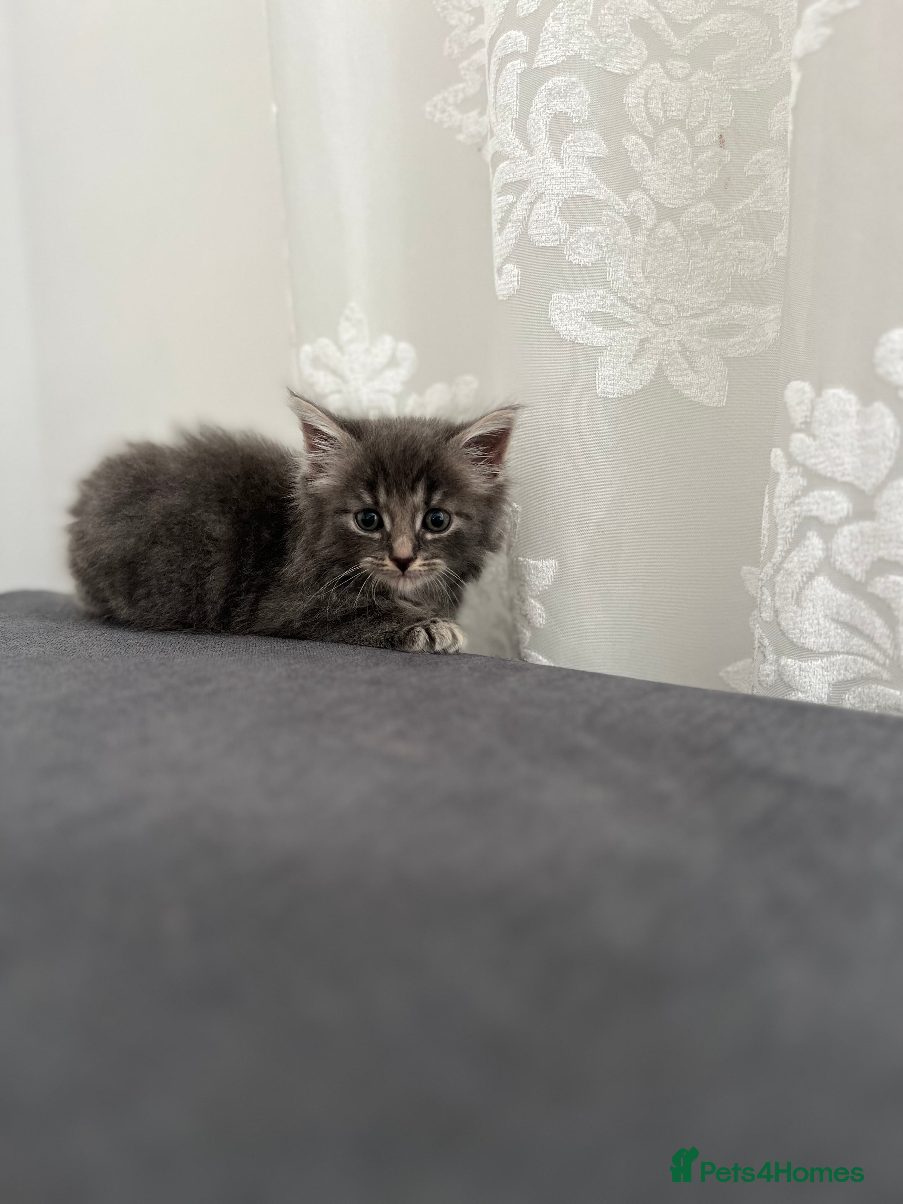 Mixed Breed cats 5 beautiful kittens (1 boy and 4 girls) - Advert 17