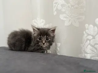 Mixed Breed cats 5 beautiful kittens (1 boy and 4 girls) - Advert 3