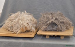 Guinea Pig rodents for sale: Lots of Guinea Pigs Always available!  - Image 23