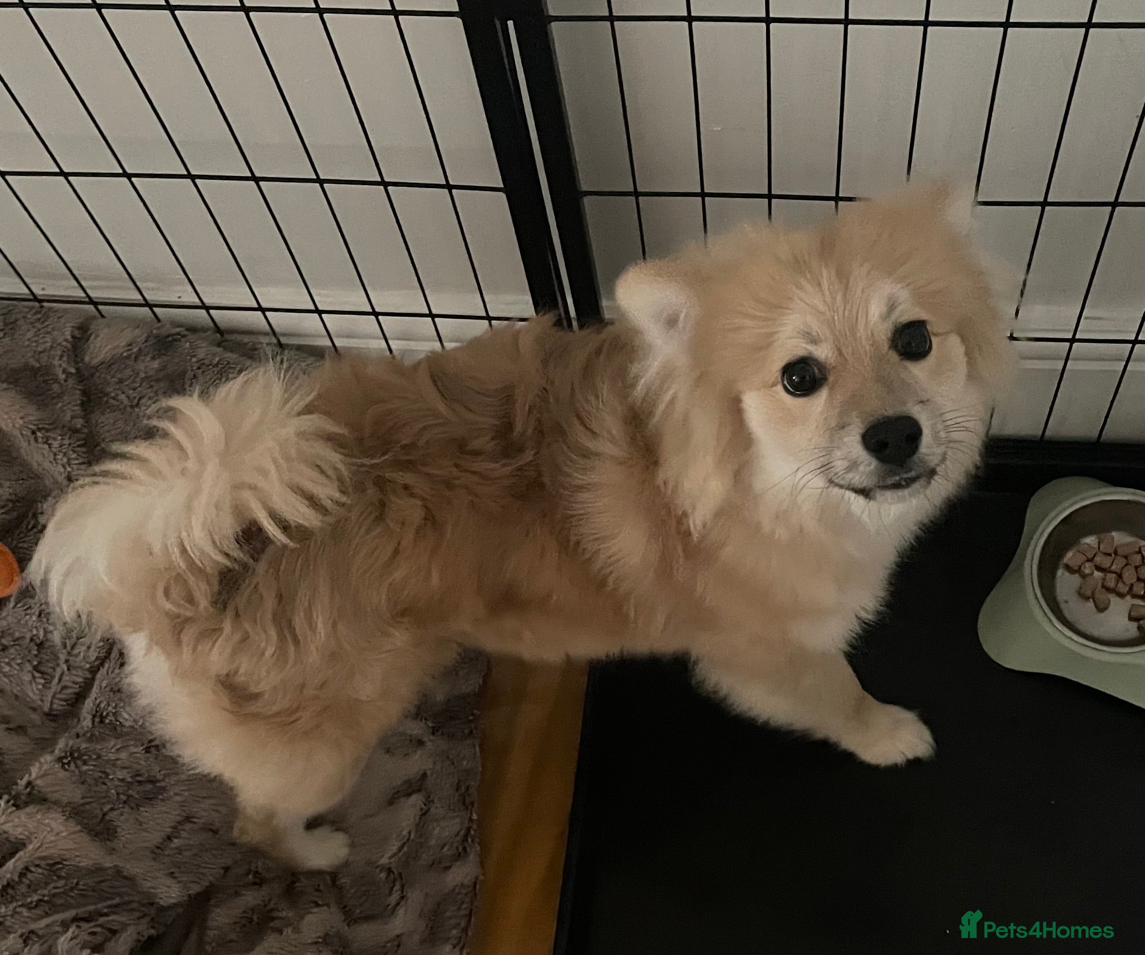 Pomeranian dogs Pomeranian Puppy  - Advert 2