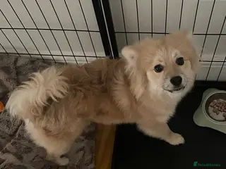 Pomeranian dogs Pomeranian Puppy - Advert 2