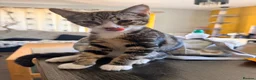 Mixed Breed cats for sale: 4 babies looking for their forever home in Camberley - Advert 2