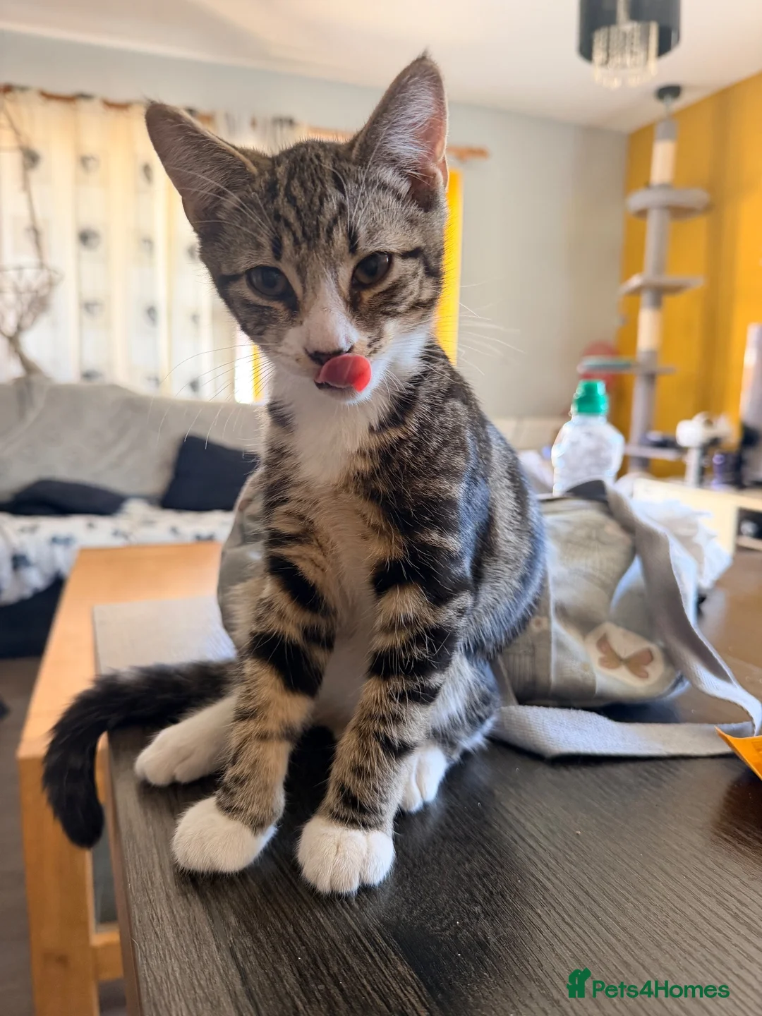 Mixed Breed cats for sale: 4 babies looking for their forever home in Camberley - Advert 2