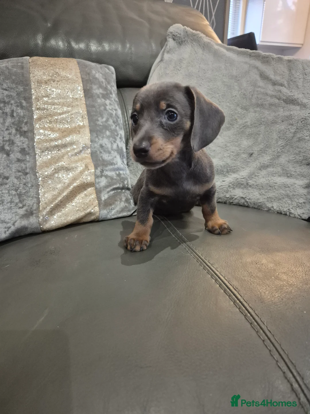 Miniature Dachshund dogs for sale: KC Dachshund Boys - Ready Now - Advert 7