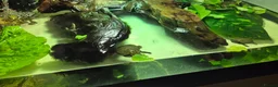 Turtle reptiles for sale: Painted turtles for sale - Advert 19