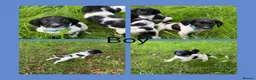 English Springer Spaniel dogs for sale: KC Registered English Springer Spaniel Puppies  - Advert 7