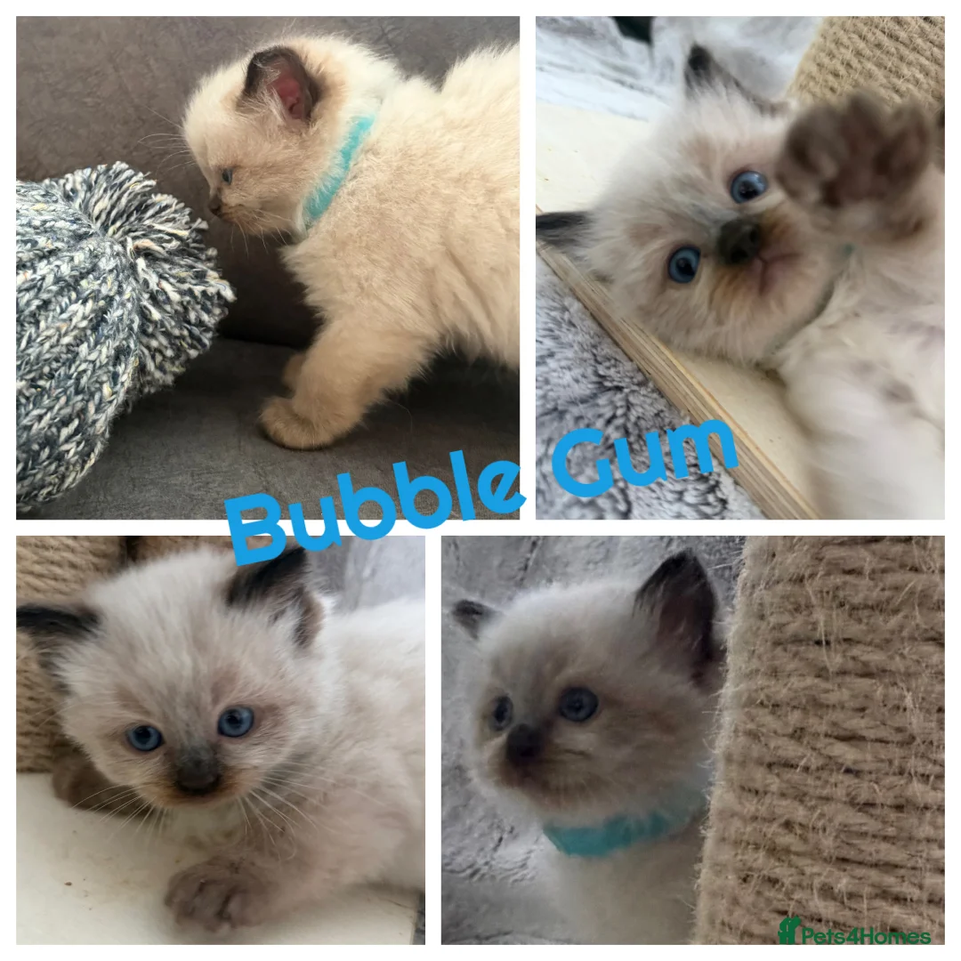 Ragdoll cats for stud: Premium GCCF/TICA Chocolate Point Ragdoll Stud - Advert 9