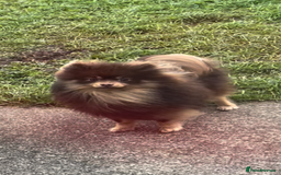 Pomeranian dogs for stud: For stud  in Billingham - Image 1
