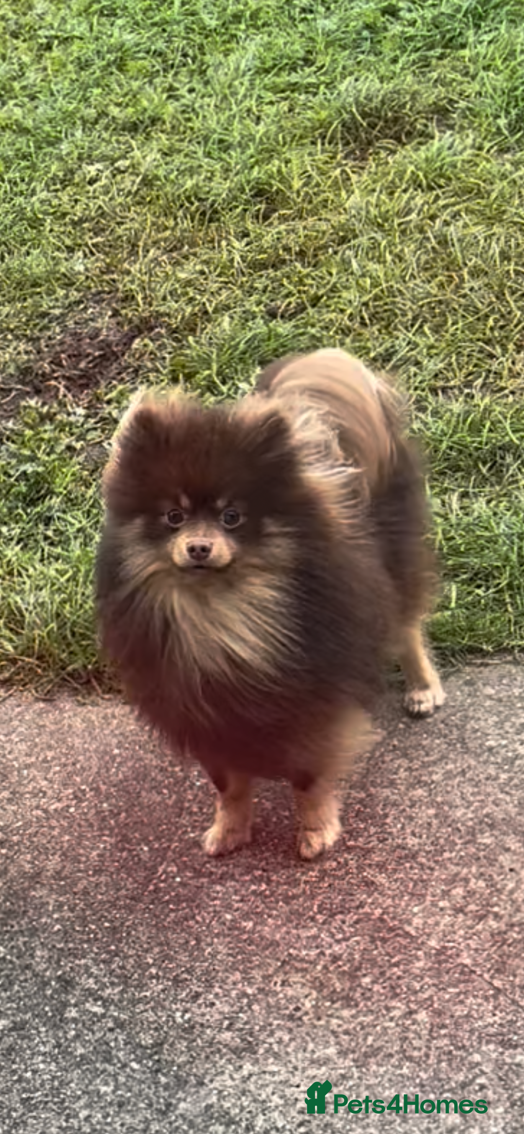 Pomeranian dogs for stud: For stud  in Billingham - Image 1