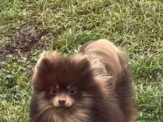 Pomeranian dogs in Billingham - Advert 13