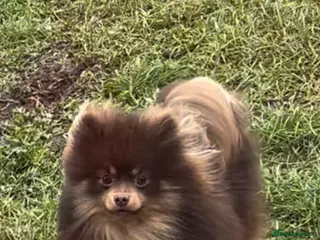 Pomeranian dogs For stud - Advert 20