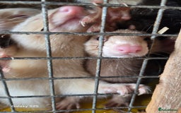 Ferret rodents for sale: 9 Ferrets for sale - Image 1