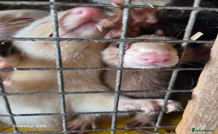 Ferret rodents - Advert 11