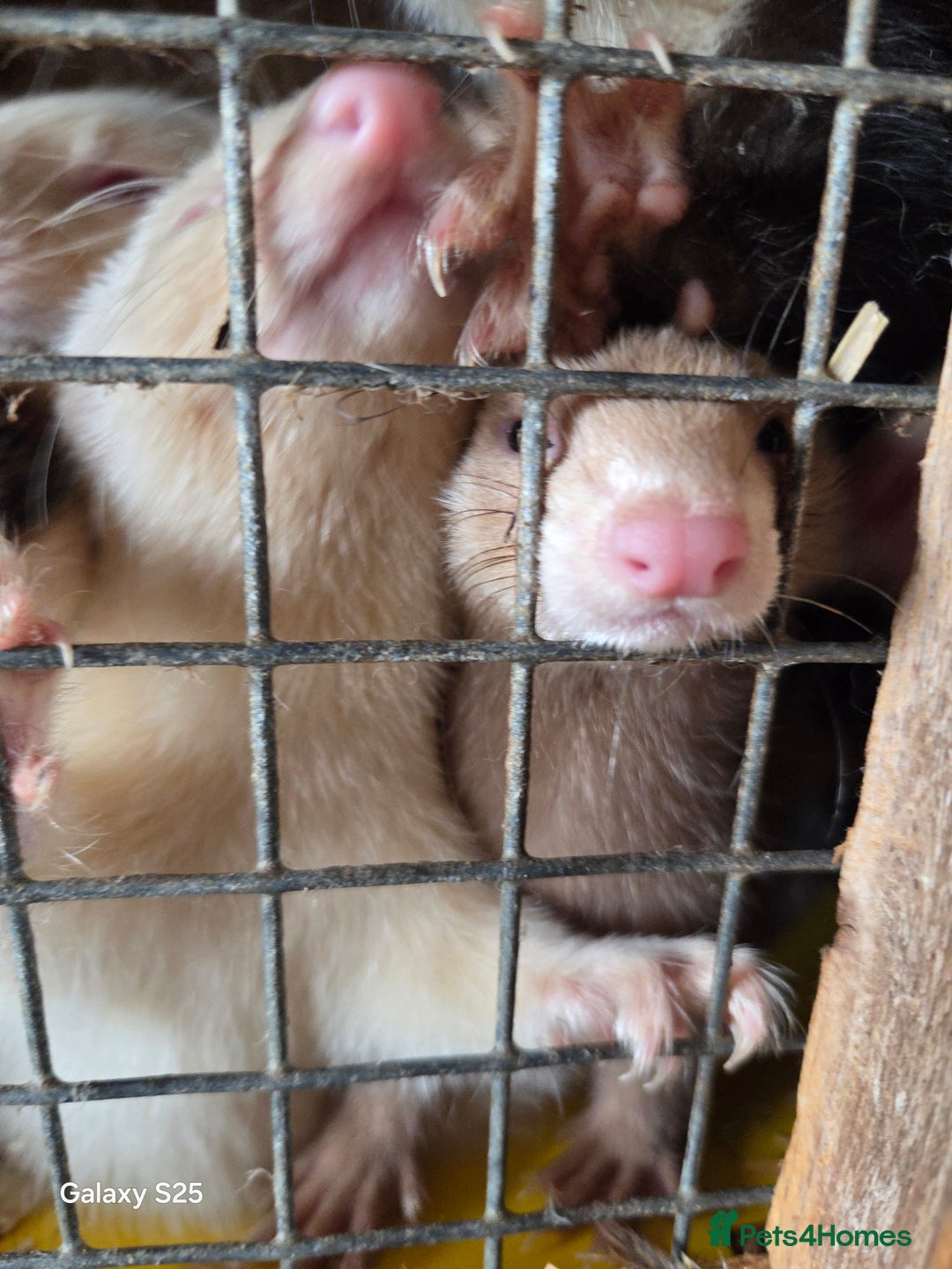 Ferret rodents for sale: 9 Ferrets for sale - Image 1