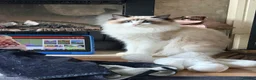 Ragdoll cats for sale: REDUCED Mink Ragdoll boy  - Advert 1