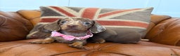 Miniature Dachshund dogs for sale: Beautiful Miniature Dachshunds 5 ⭐ License Breeder - Advert 18