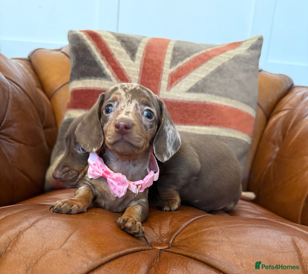 Miniature Dachshund dogs for sale: Beautiful Miniature Dachshunds 5 ⭐ License Breeder - Advert 18