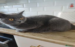 British Shorthair cats for sale: Beautiful pedigree bsh babies  - Image 9