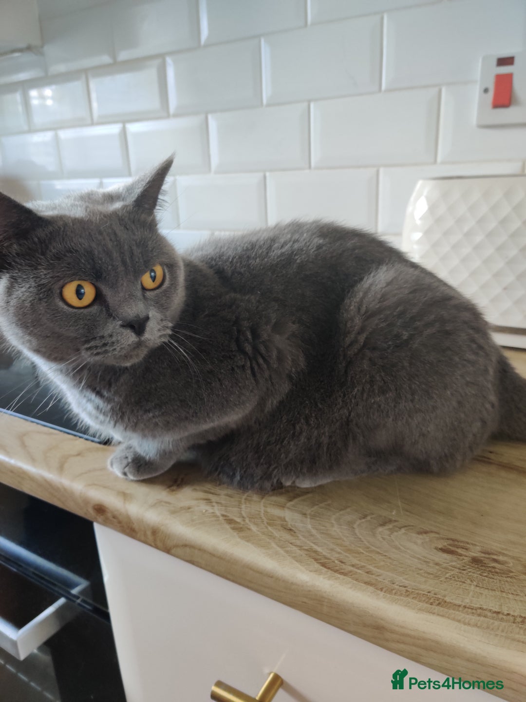 British Shorthair cats for sale: Beautiful pedigree bsh babies  - Image 9
