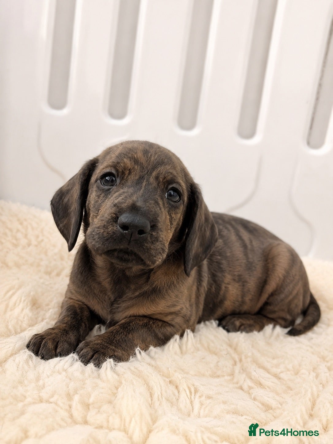 Miniature Dachshund dogs Beautiful brindle mini dachshunds  - Advert 18