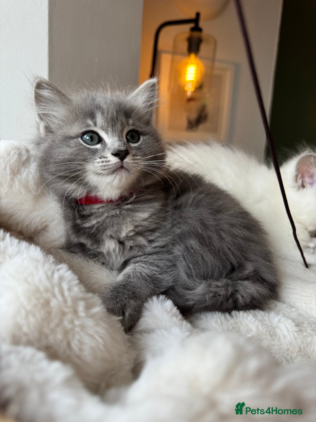 RagaMuffin cats for sale: Beautiful Ragamuffin Kittens - BSH/Ragdoll Cross - Advert 8