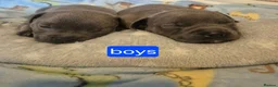 Staffordshire Bull Terrier dogs for sale: KC registered Staffordshire bull terrier pup - Advert 4