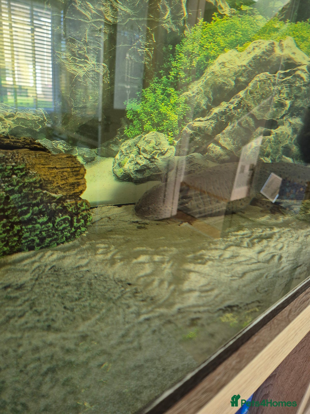 Axolotl reptiles for sale: Adult Axolotl free to good home - Image 3