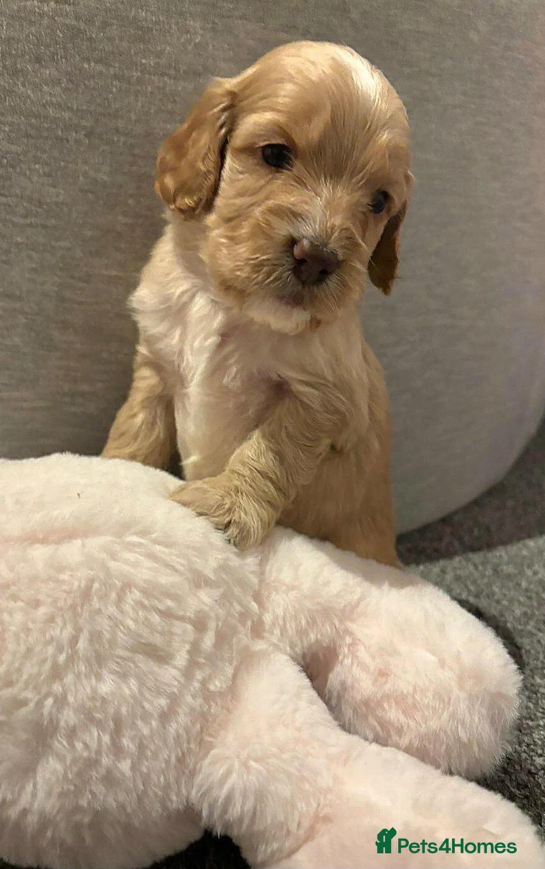 Cockapoo dogs for sale: Cockapoo Puppies - Advert 16