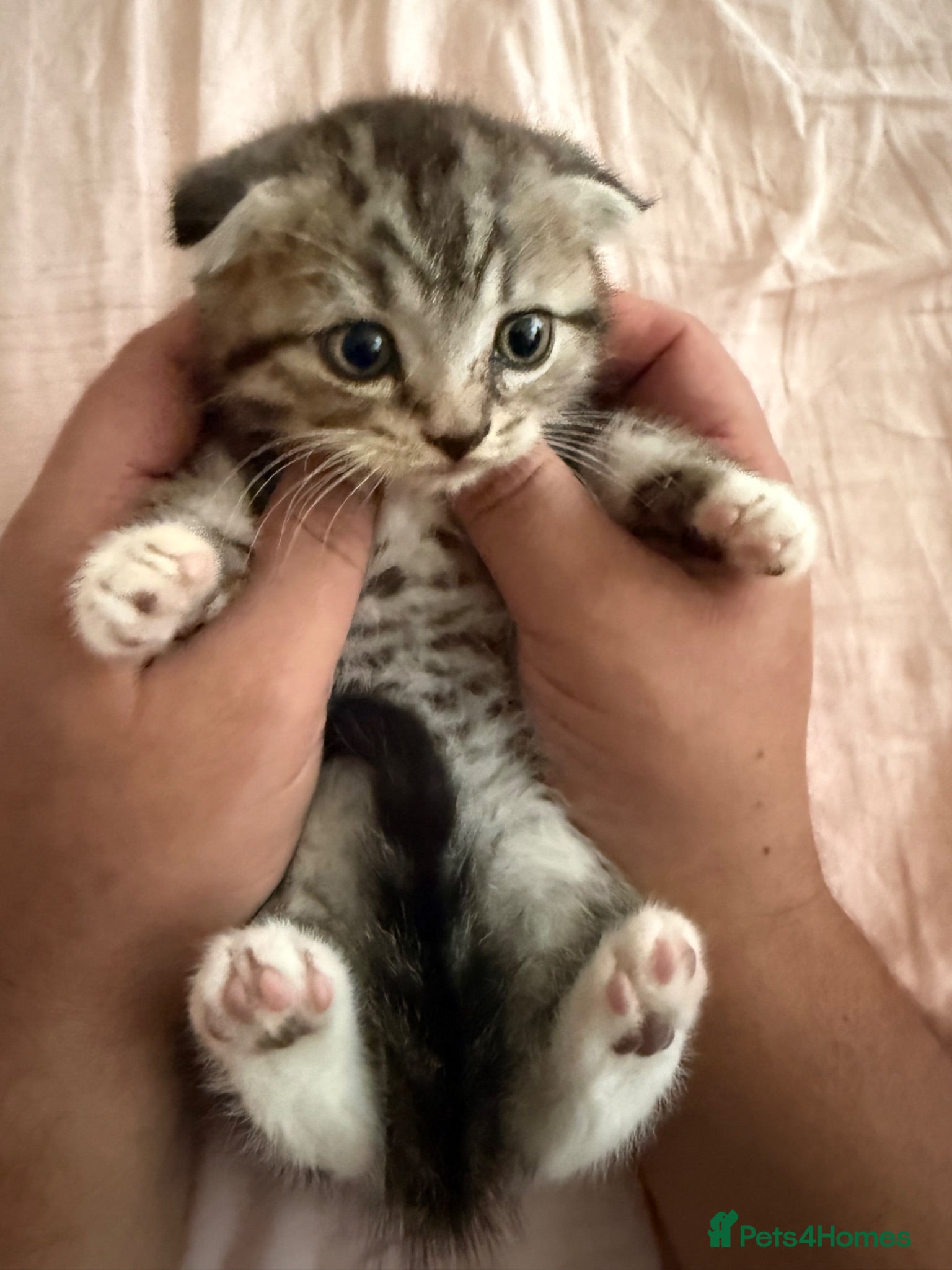 Scottish Fold cats Beautiful Scottish Fold Boy Looking for His Home - Advert 4