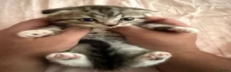 Scottish Fold cats for sale: Beautiful Scottish Fold Boy Looking for His Home - Advert 1
