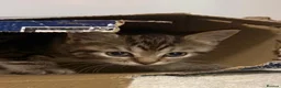Mixed Breed cats for sale: Chocolate box kittens! - Advert 7