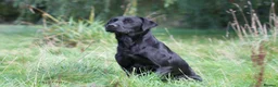 Labrador Retriever dogs for sale: Litter of Working Labrador Retriever Puppies - Advert 14