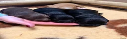 Cocker Spaniel dogs for sale: Cocker Spaniel  in Cupar - Advert 1